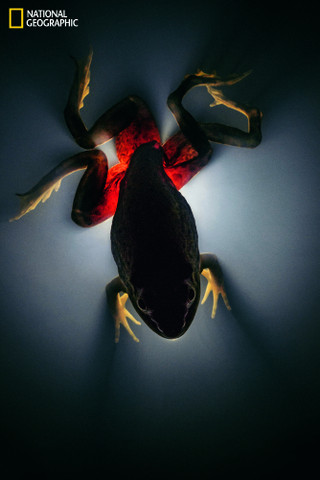 Illustration for article titled These parasite bugs can control their hosts' brains from inside